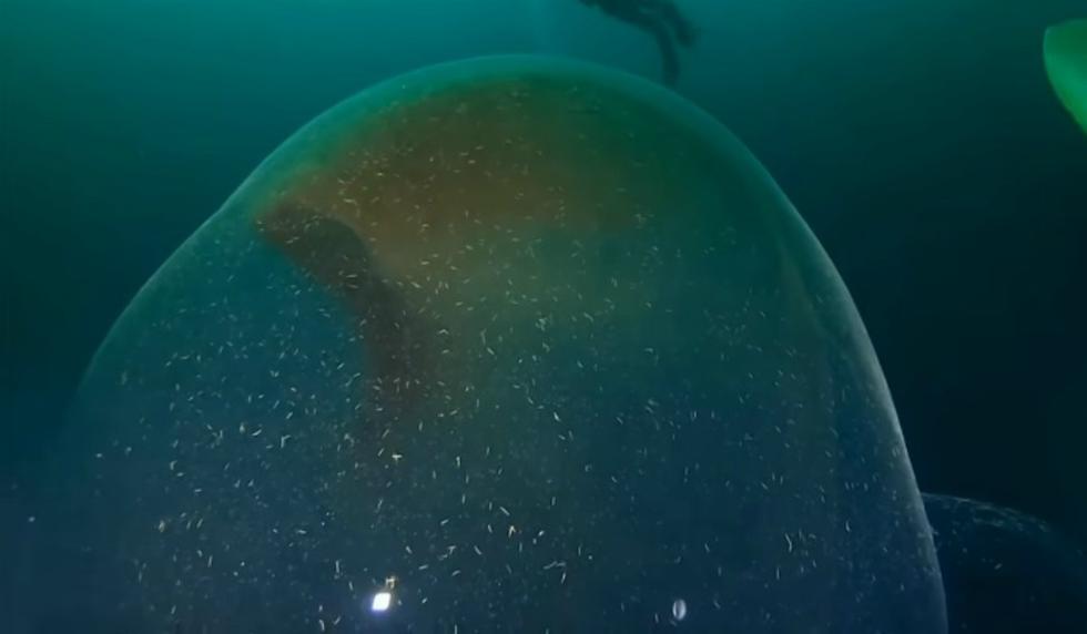 Se hizo viral en YouTube el hallazgo de un grupo de científicos en las costas de Noruega. (Foto: Captura)