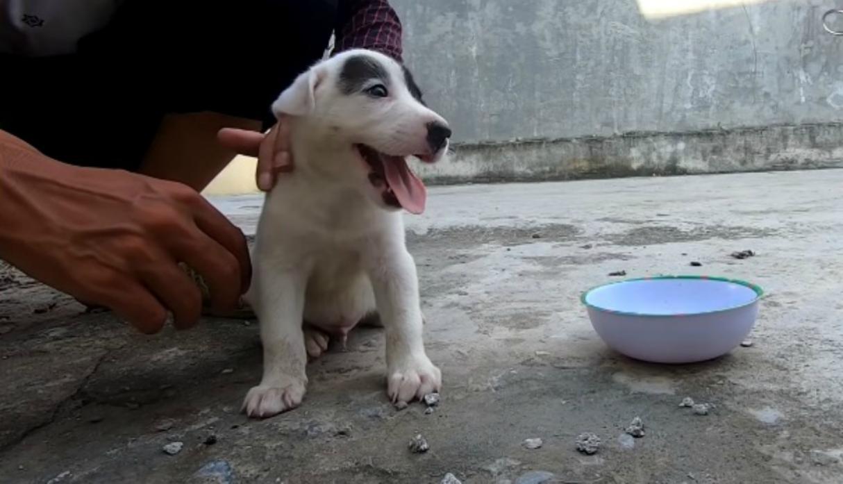 Lamentablemente no es nada inusual encontrar cachorros abandonados en varios países. (Foto: The Rescue Journey / YouTube)