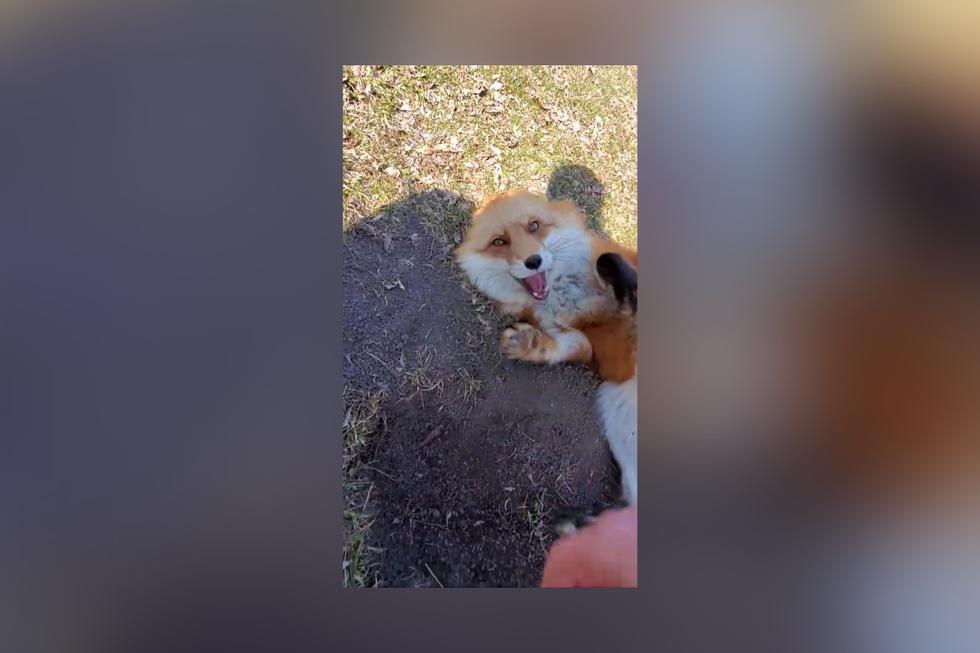 En el video se observa a 'Dixie' arrebatar un teléfono y echar a correr con la intención de enterrarlo en el suelo. (Foto: SafeAFox en YouTube/@saveafox_rescue en Instagram)