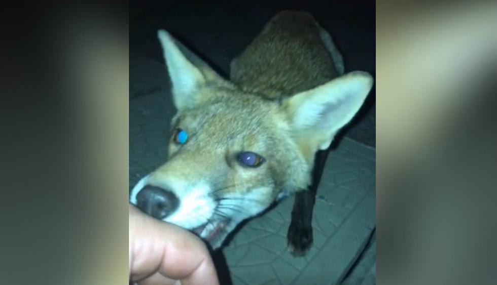 Es ahí donde el zorro sacó sus dientes para morderle la mano. (Facebook: @theCHIVE)