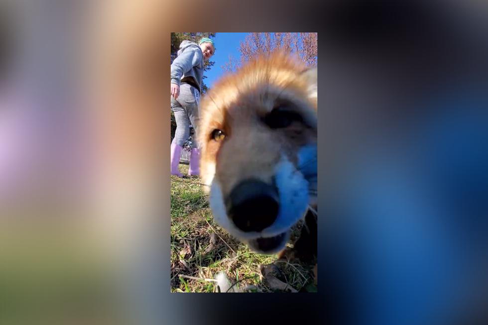 En el video se observa a 'Dixie' arrebatar un teléfono y echar a correr con la intención de enterrarlo en el suelo. (Foto: SafeAFox en YouTube/@saveafox_rescue en Instagram)