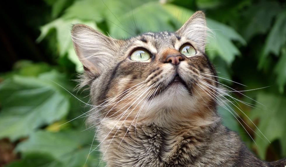 El video del felino dejó asombradas a muchas personas. (Foto: ViralHog / YouTube)