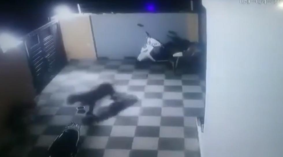 Este es el rarísimo video en donde se aprecia el encuentro entre un perro y un leopardo en el patio de la casa de una familia que cumplía la cuarentena por coronavirus en la India