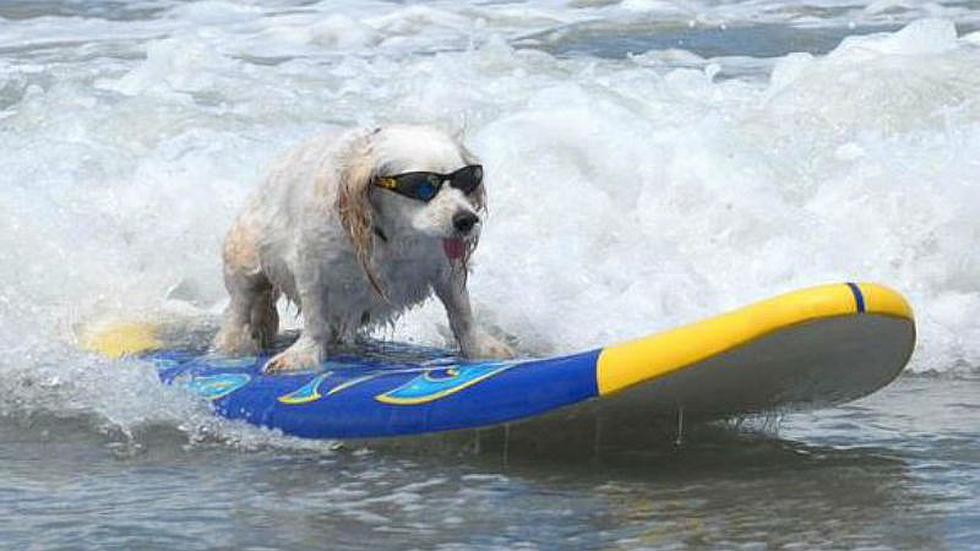 Surf: Perros surfistas causan sensación en California [GALERÍA]