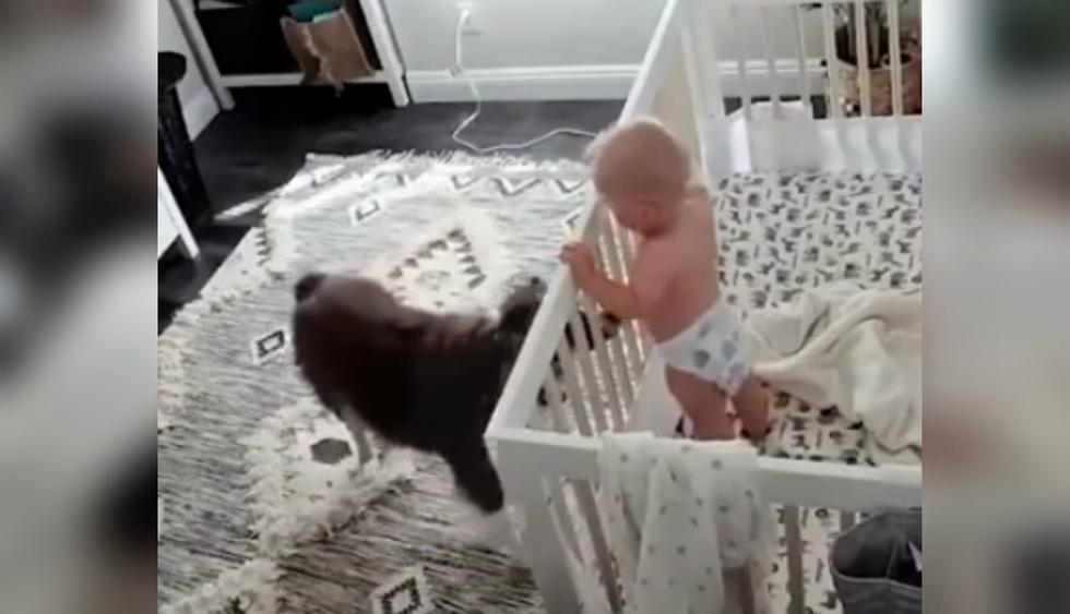 Se viralizó en YouTube el gesto que un perro tuvo al ver a su niño llorar. (Foto: Captura)