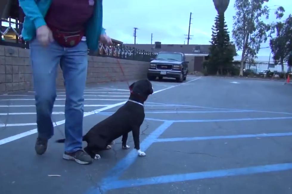 Tuvieron que pasar varios meses para que 'Benny' llegue a ser adoptado, cosa que alegró a quienes trabajan en el establecimiento, pero que emocionó aún más al propio can. (Foto: The Dodo)