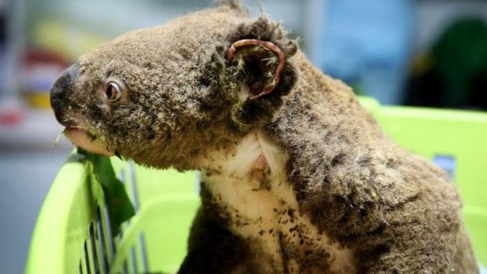 Cerca de 30% de los hábitats de los koalas en el norte de Nueva Gales del Sur ha resultado afectado por los incendios. (Foto: Getty Images, via BBC Mundo)