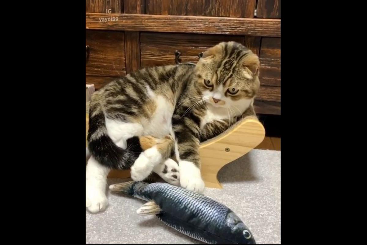 Todos los años llave inglesa Frustración Youtube Viral | Gato trata de calmar a un “pez” y hace reír a miles de  internautas | IG | Celebs | Celebridades | Video | Fotos | TRENDS | EL BOCÓN