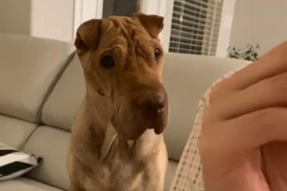 Un video viral muestra cómo un perrito pide a su dueña que le invite un poco de lo que come con tanto gusto. (Fotos: ViralHog en YouTube)
