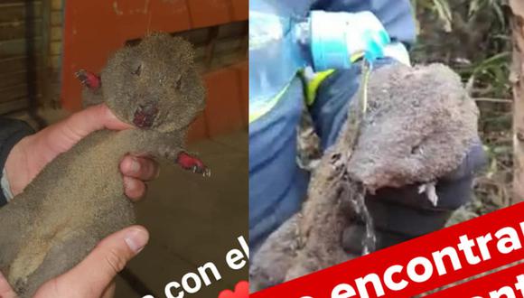 Animal acabó con quemaduras de tercer grado. (Foto: GORE Cusco)