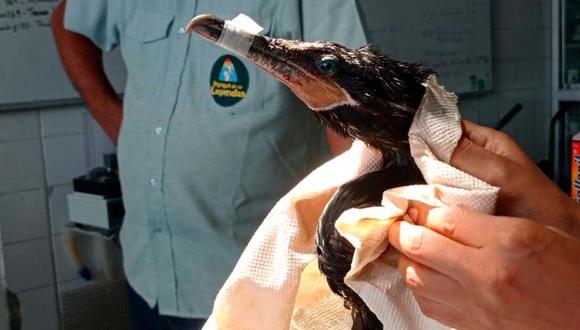 Un ave afectada rescatada del derrame de petróleo es atendida por personal del Serfor. Foto: Serfor.