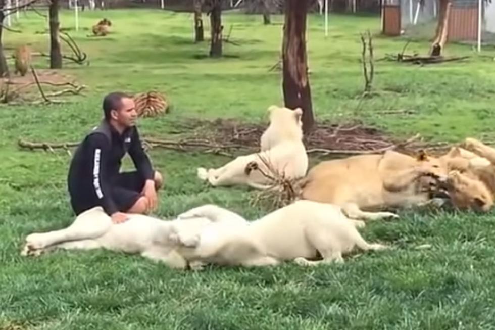 Sin embargo, en descuido que estuvo de espaldas, un leopardo intentó atacarlo sin imaginar que el tigre lo defendería  (YouTube: FunnyClip Video)