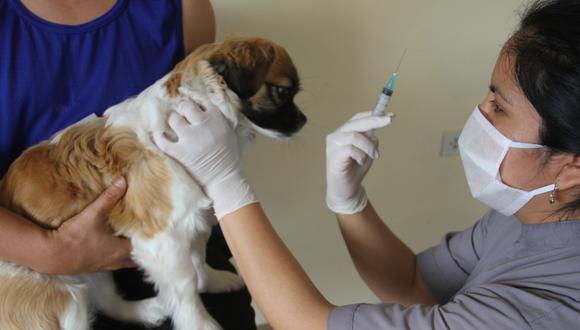 La Municipalidad de Lima precisó que los canes que sean llevados a vacunarse no deben presentar fiebre ni tener menos de tres meses de vida. Además que las hembras no deben estar preñadas. (Foto: MML)