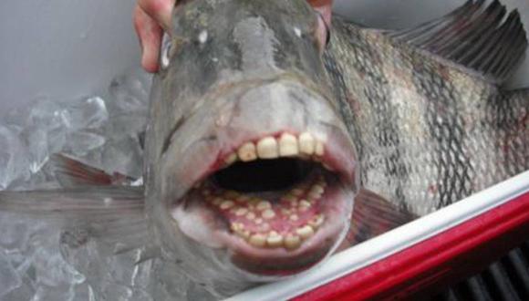 El animal marino se hizo viral por tener dientes que parecen de humano.