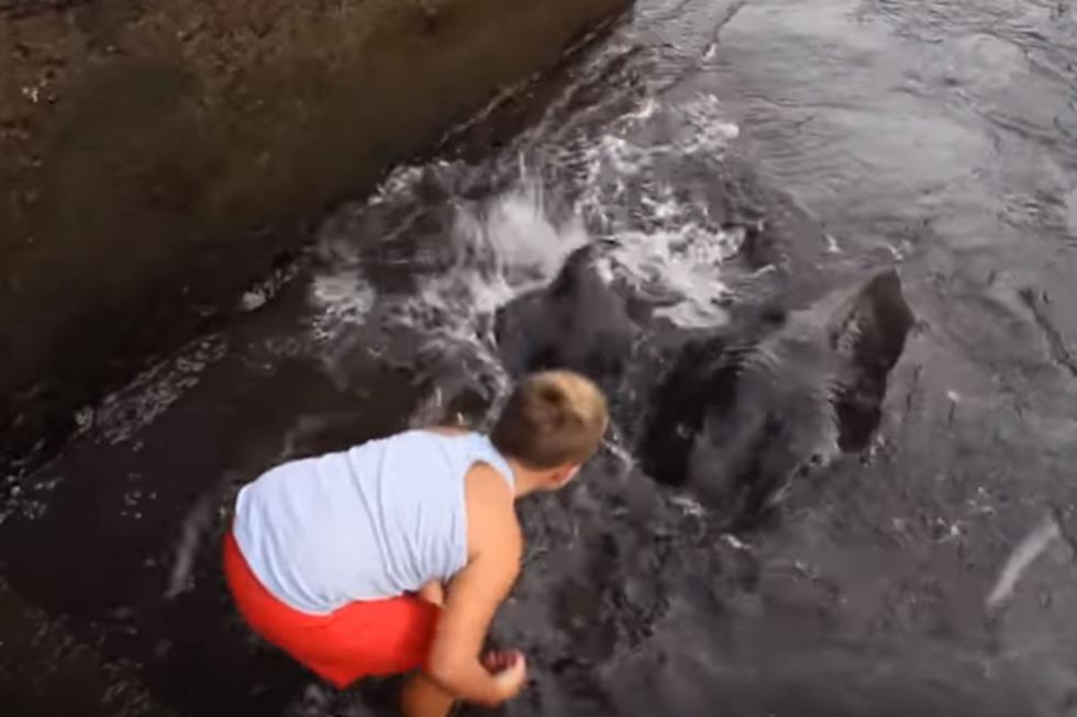 La criatura apareció en el puerto de Valle Gran Rey, municipio ubicado en la isla de La Gomera, España. (YouTube: gekkovision)