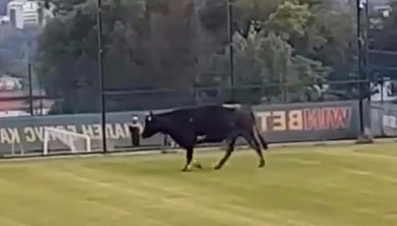 Vaca aparece en pleno partido europeo al estilo de la Copa Perú [VIDEO]