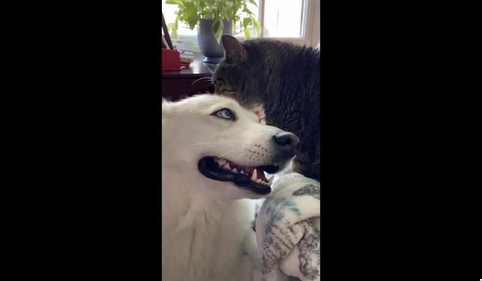 La perrita se mostró encantada por las caricias. (Foto: ViralHog)