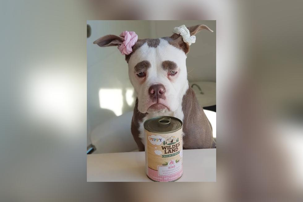 Sin embargo, esta adorable perrita de raza bulldog inglés lleva una vida llena de felicidad a lado de su dueña desde que era cachorra. (Fotos: @madame_eyebrows en Instagram)