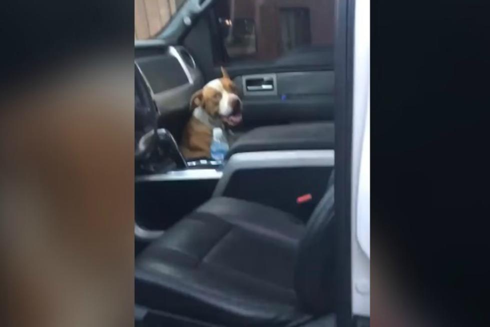 De un momento a otro, un pitbull se subió al auto de unos jóvenes. Cuando se dieron cuenta, este se había 'apoderado' de mucho más que el coche. (Foto: Captura)