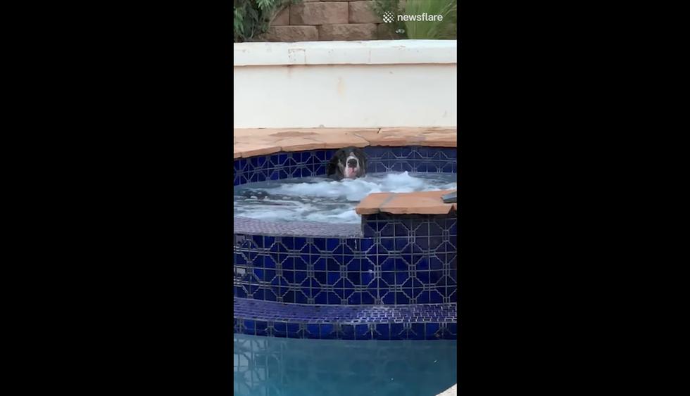 Familia llegó a su casa y encuentró a su perro en peculiar escena que desató las risas de internautas. El video es viral en redes sociales. (Facebook | Newsflare)
