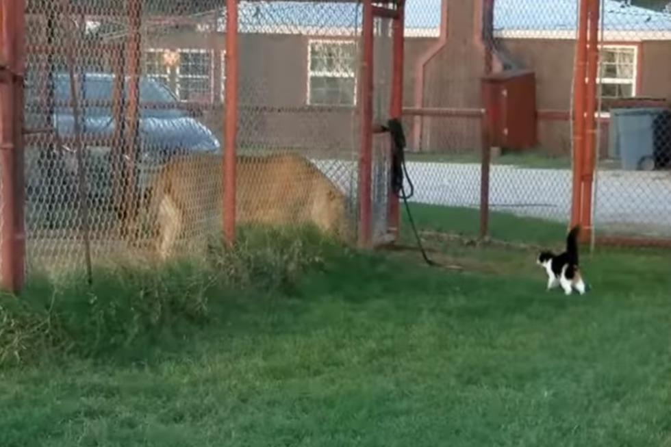El león, para suerte del gato, se encontraba enjaulado.| Foto: Captura YouTube/BigCatDerek