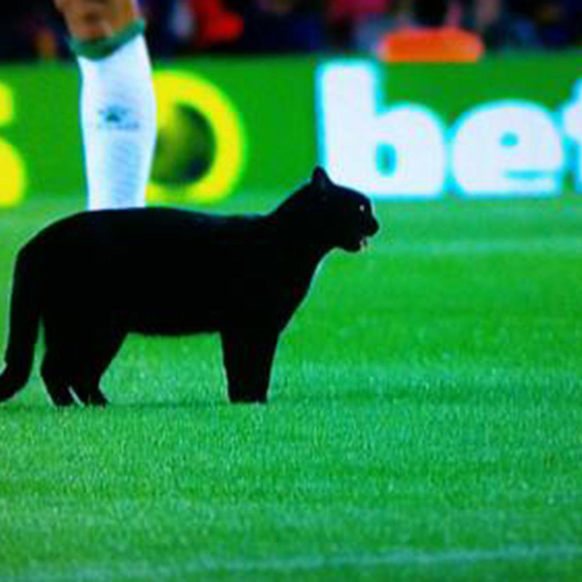 Em jogo do Barcelona, gato preto rouba a cena e invade o gramado