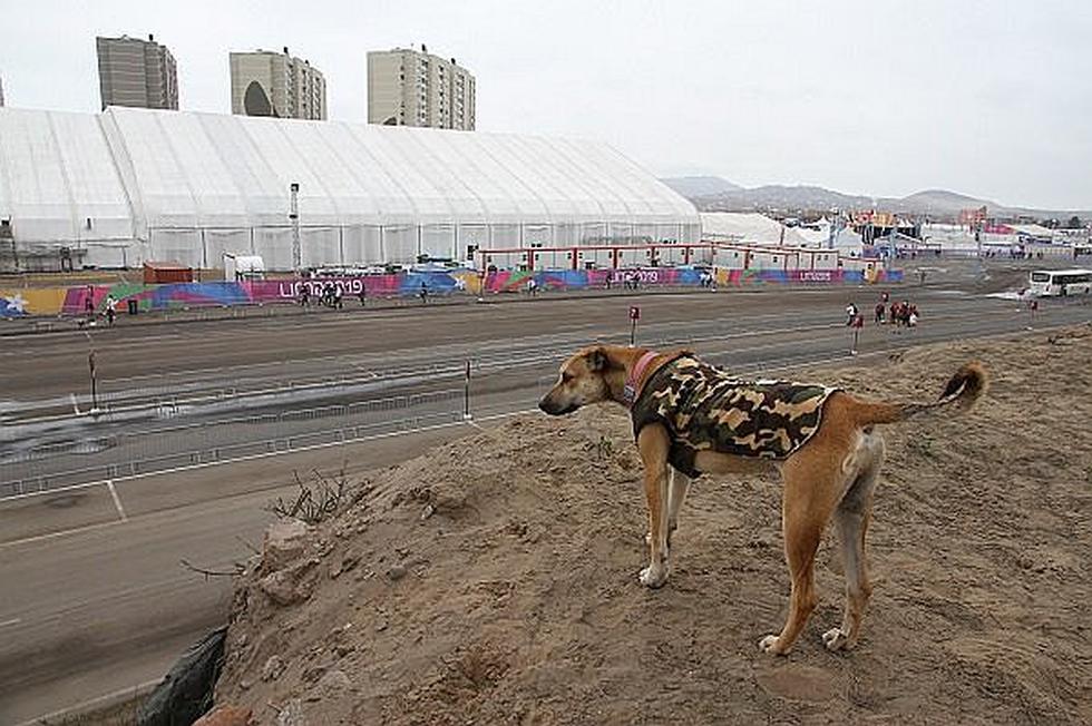Lima 2019: Conoce a los perros que están acreditados en los Juegos Panamericanos y que puedes adoptar | FOTOS