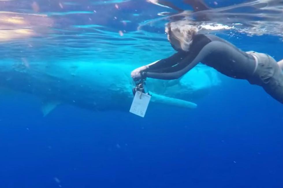 Se viralizó en YouTube el inesperado encuentro entre un grupo de buzos y un tiburón blanco. Ocurrió en Hawái. (Foto: Captura)