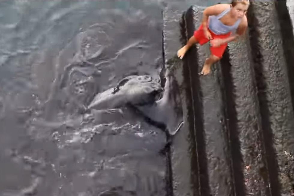 La actitud del menor llamó la atención de los presentes y de la comunidad de usuarios de la plataforma de videos. (YouTube: gekkovision)