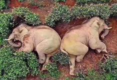Coronavirus:  Elefantes entran a granja desalojada y se emborrachan con vino hasta dormirse [FOTOS]