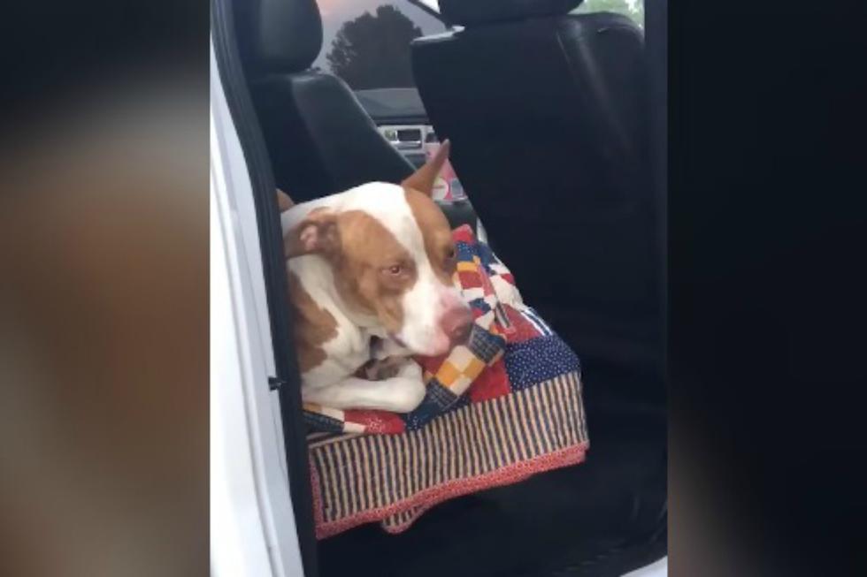De un momento a otro, un pitbull se subió al auto de unos jóvenes. Cuando se dieron cuenta, este se había 'apoderado' de mucho más que el coche. (Foto: Captura)