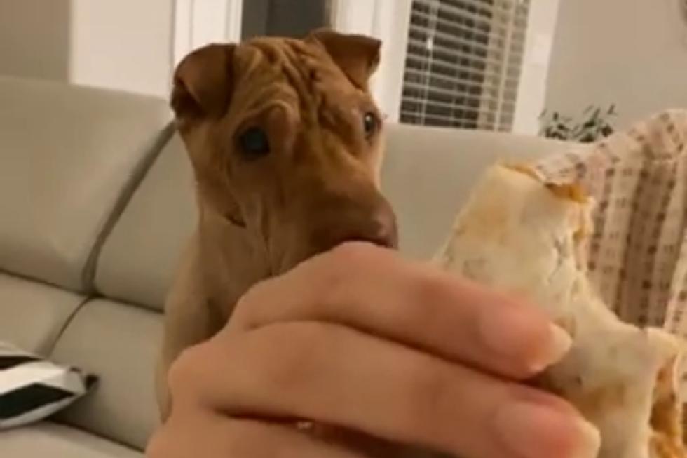 límite cielo Certificado VIDEO VIRAL | ¿Por qué tu perro siempre quiere comer lo mismo que tú? |  Youtube Viral | VIRALES | EL BOCÓN