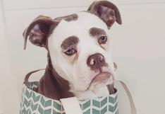 Una perrita bulldog causa sensación en Internet por su expresión de tristeza perpetua