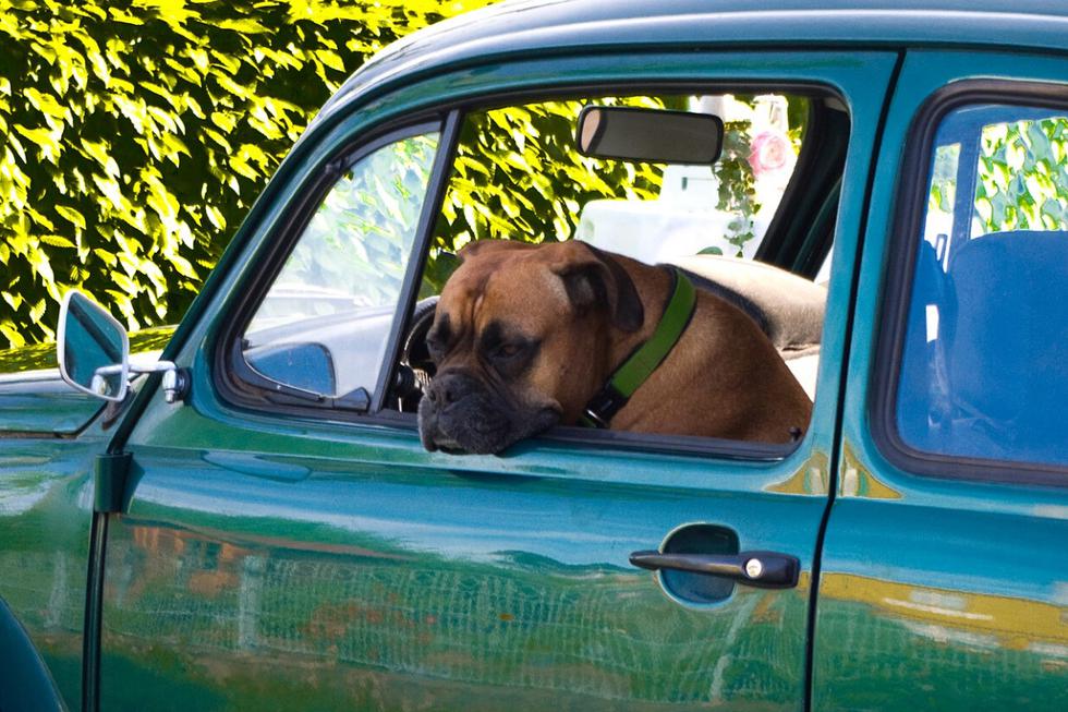 El propietario de la mascota confesó ante las autoridades que quería enseñarle a conducir al perro pero aún así fue detenido y acusado de múltiples delitos. (Foto: Pixabay/Referencial)