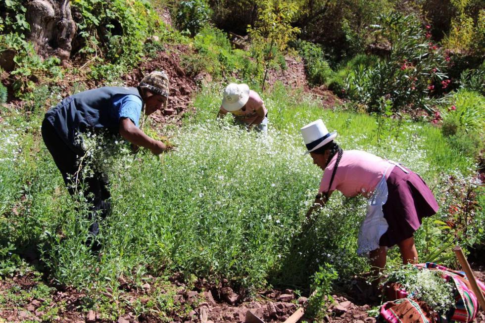 El bono rural consistirá en S/ 760 soles que recibirán alrededor de 1 millón de familias de las zonas rurales del país (Foto: Andina)