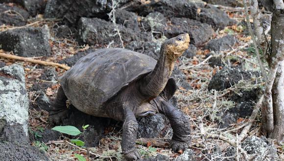 El hallazgo de la tortuga en Galápagos podría significar salvar a su especie de la extinción. (Foto: Twitter)