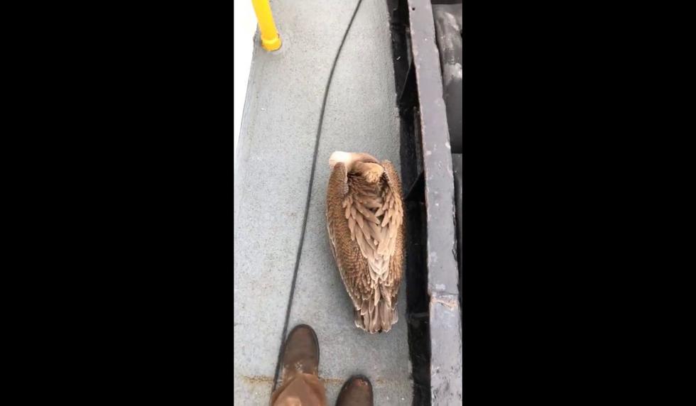 El material aparece en diversos grupos de amantes de los animales.