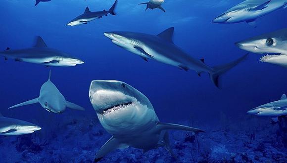 Uno de los compuestos utilizados para realizar las vacunas se obtiene de los tiburones.