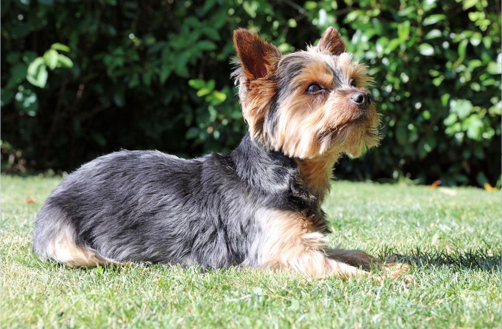 Perrito roba dentadura de mentira y su dueño estalla en risas: el video es popular en Facebook y Youtube