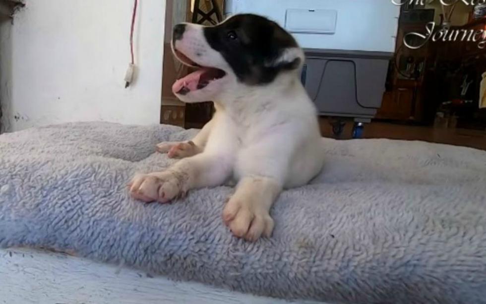 Lamentablemente, no es inusual encontrar cachorros abandonados a su suerte en las calles. (Foto: Captura/The Rescue Journey)