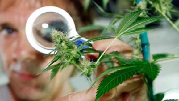 Iniciativa amplía los alcances de la Ley de Cannabis Medicinal, aprobada el 201. (Foto: Andina)