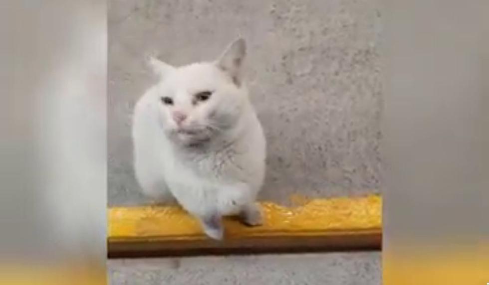 Este es Conejo, el gato que cautiva a miles en las redes. (Foto: Tania Santos)