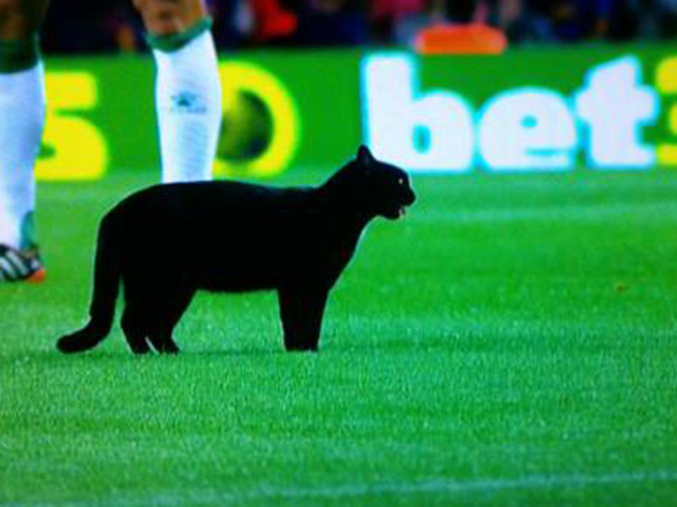 Barcelona vs Elche: Un gato negro invade la cancha del Camp Nou [VIDEO]