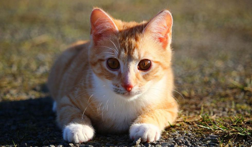El video del pequeño gato causó revuelo en las redes. (Foto referencial: Pixabay)