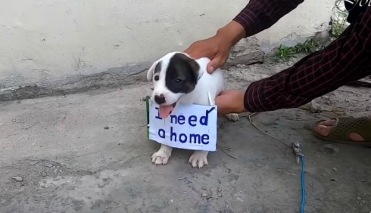 Todos los días, grupos animalistas rescatan perros abandonados en diferentes ciudades del mundo. Pocas veces encuentran cachorros con mensajes de sus antiguos dueños. En este caso el mensaje dice 'Necesito un hogar'. (Foto: The Rescue Journey / YouTube)