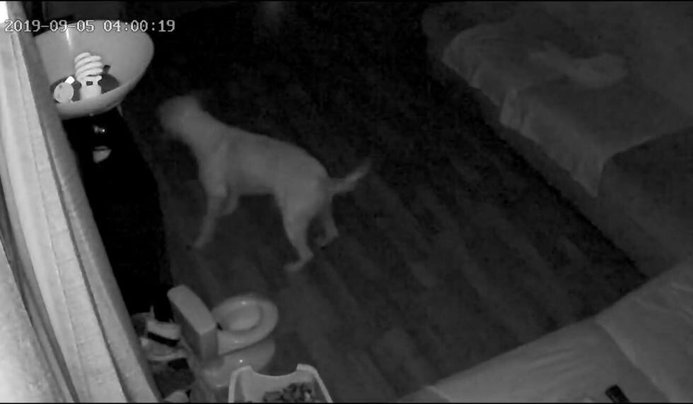 Muchos internautas quedaron sorprendidos. (Captura)