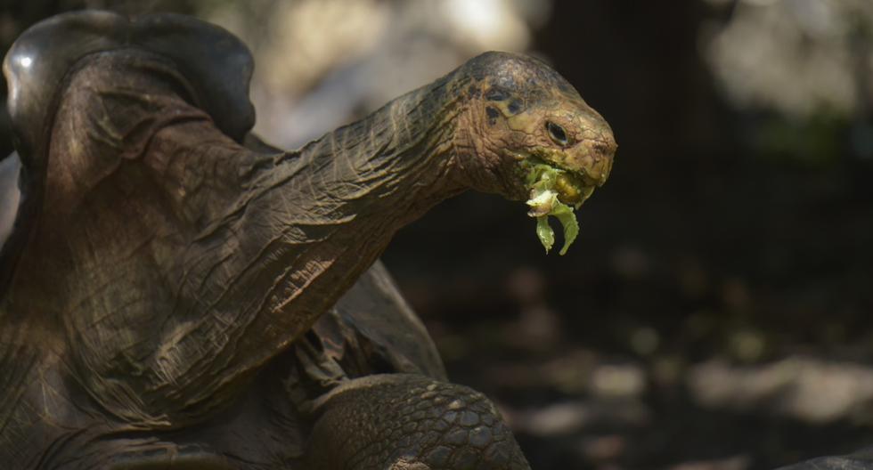 Tortuga Diego es vista en un centro de reproducción en el Parque Nacional Galápagos en la Isla Santa Cruz. Imagen del 27 de febrero de 2019. (RODRIGO BUENDIA / AFP).