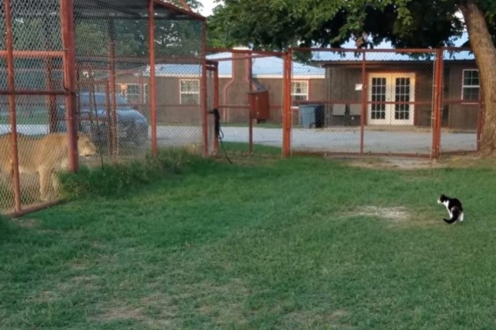 Gato se llenó de valentía e intentó atemorizar a un león. | Foto: Captura YouTube/BigCatDerek
