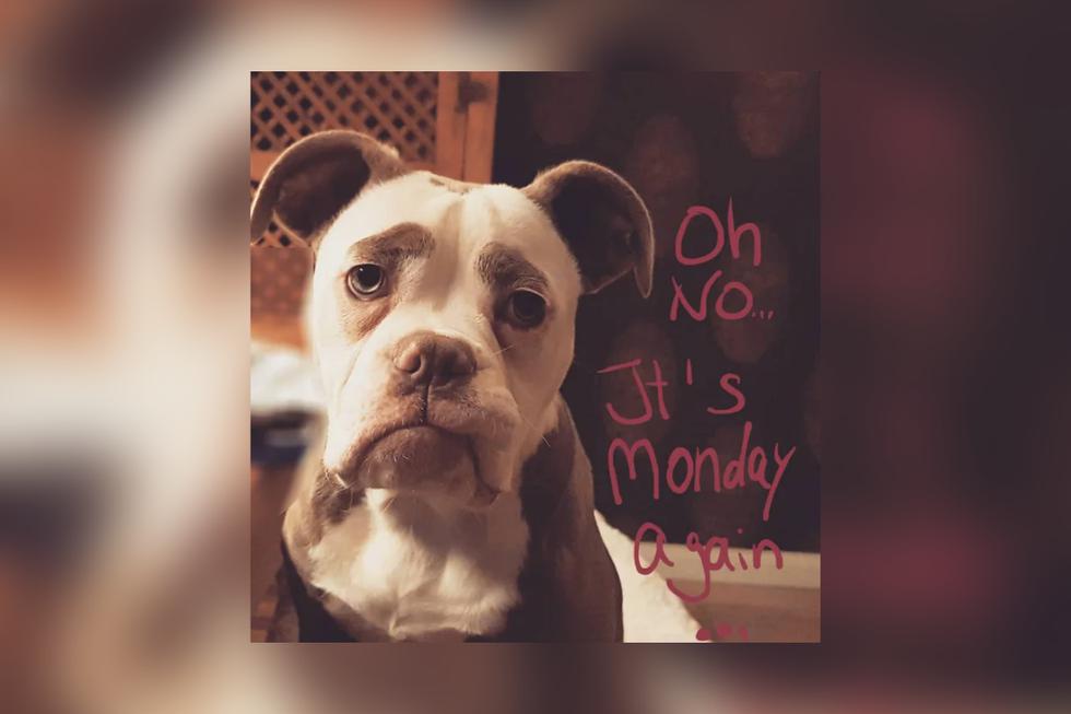 Sin embargo, esta adorable perrita de raza bulldog inglés lleva una vida llena de felicidad a lado de su dueña desde que era cachorra. (Fotos: @madame_eyebrows en Instagram)