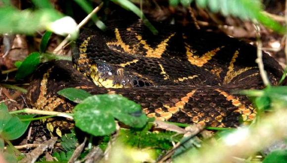 Un grupo de investigadores de la Universidad Estatal Paulista de Brasil utilizaron péptidos de la serpiente yararacusú y descubrieron que impide en un 75 % la capacidad de multiplicarse del  SARS-CoV-2